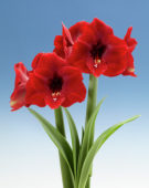 Hippeastrum Magnum ® Hippeastrum Magnum ®