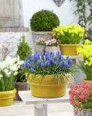 Muscari Big Smile®