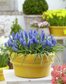 Muscari Big Smile®