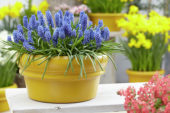 Muscari Big Smile®