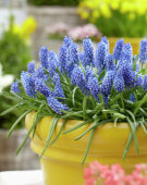 Muscari Big Smile®
