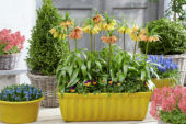 Fritillaria imperialis