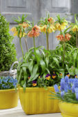 Fritillaria imperialis