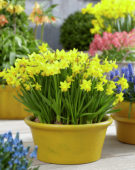 Narcissus Tete a Tete