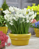 Narcissus Alaska
