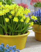 Narcissus Tete a Tete