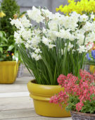 Narcissus Alaska