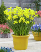 Narcissus Tweety Bird