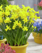 Narcissus Tweety Bird