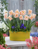 Narcissus Apricot Whirl