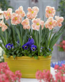 Narcissus Apricot Whirl