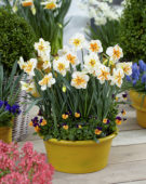 Narcissus Trepolo