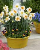 Narcissus Trepolo