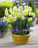Narcissus Cornish King
