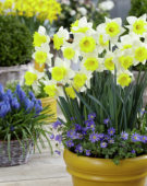 Narcissus Cornish King