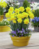 Narcissus Zaailing