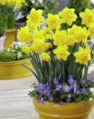 Narcissus Zaailing
