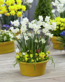 Narcissus Alaska