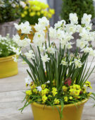 Narcissus Alaska