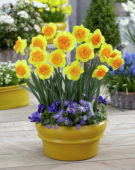 Narcissus Wild Carnival