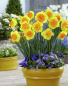 Narcissus Wild Carnival