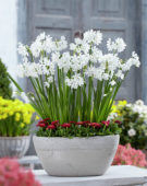 Narcissus Paperwhite