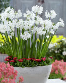 Narcissus Paperwhite