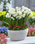 Narcissus Bridal Crown