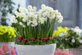 Narcissus Bridal Crown