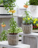 Fritillaria imperialis
