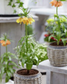 Fritillaria imperialis