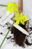 Daffodils on trowel