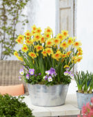 Narcissus Kedron