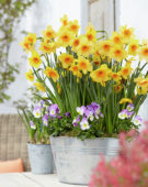 Narcissus Kedron