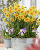 Narcissus Kedron