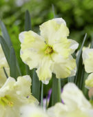 Narcissus Cassata