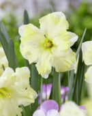 Narcissus Cassata