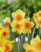 Narcissus Kedron
