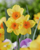 Narcissus Kedron