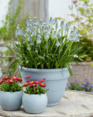 Muscari Peppermint
