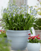 Muscari Peppermint