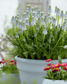 Muscari Peppermint