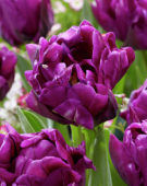 Tulipa Purple Peony
