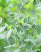 Eucalyptus gunnii Azura