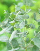 Eucalyptus gunnii Azura
