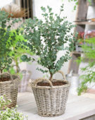 Eucalyptus gunnii Azura
