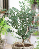 Eucalyptus gunnii Azura