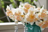 Narcissus Apricot Star