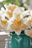 Narcissus Apricot Star