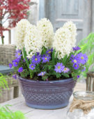 Hyacinthus White Ideal